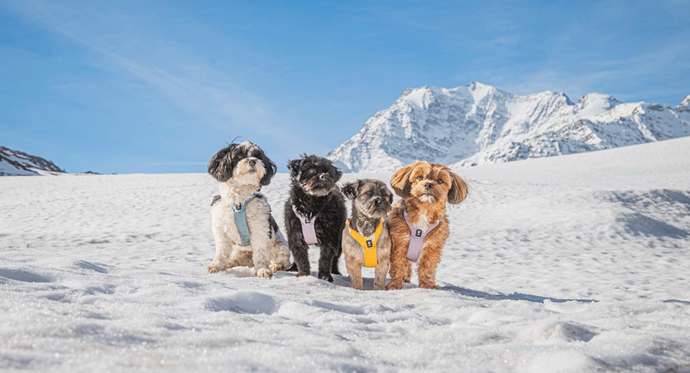 Four dogs in colorful harnesses standing on a snowy landscape with mountains in the background