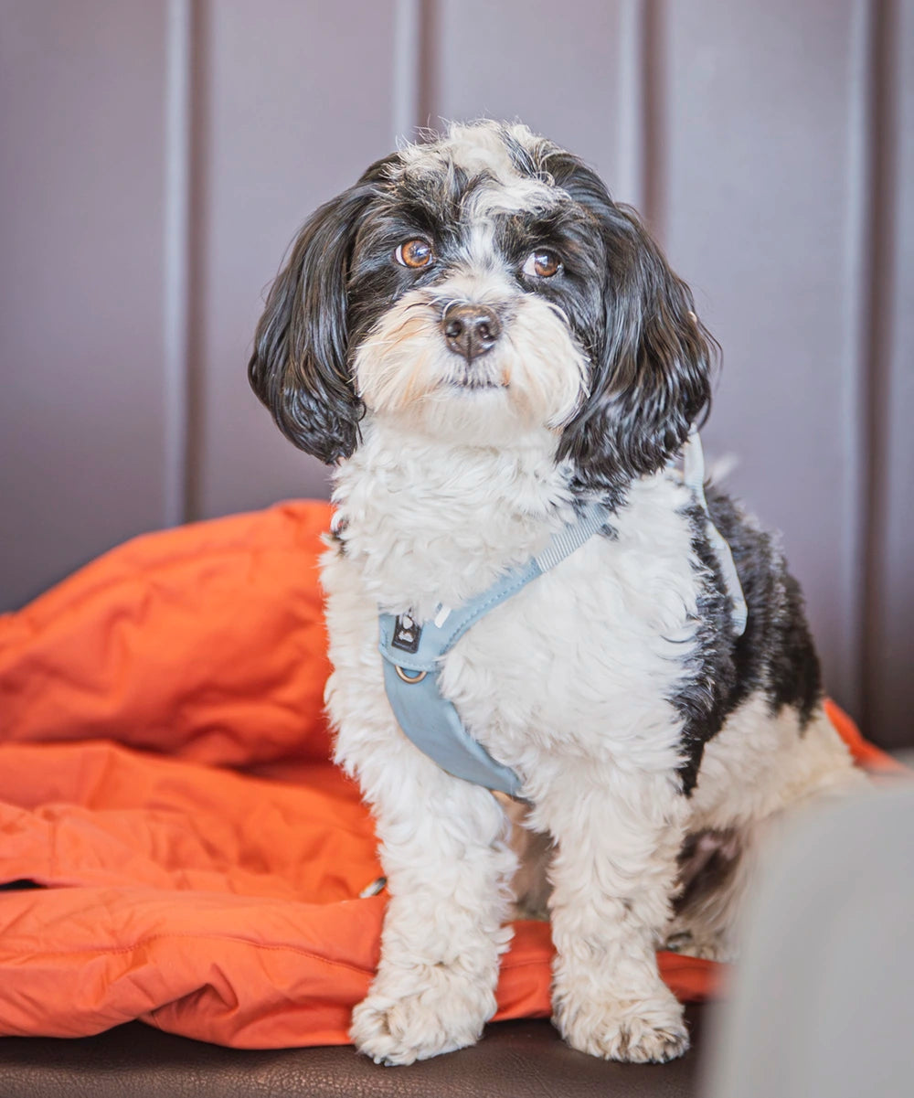 Small black and white dog wearing a blue harness sitting on an orange blanket.