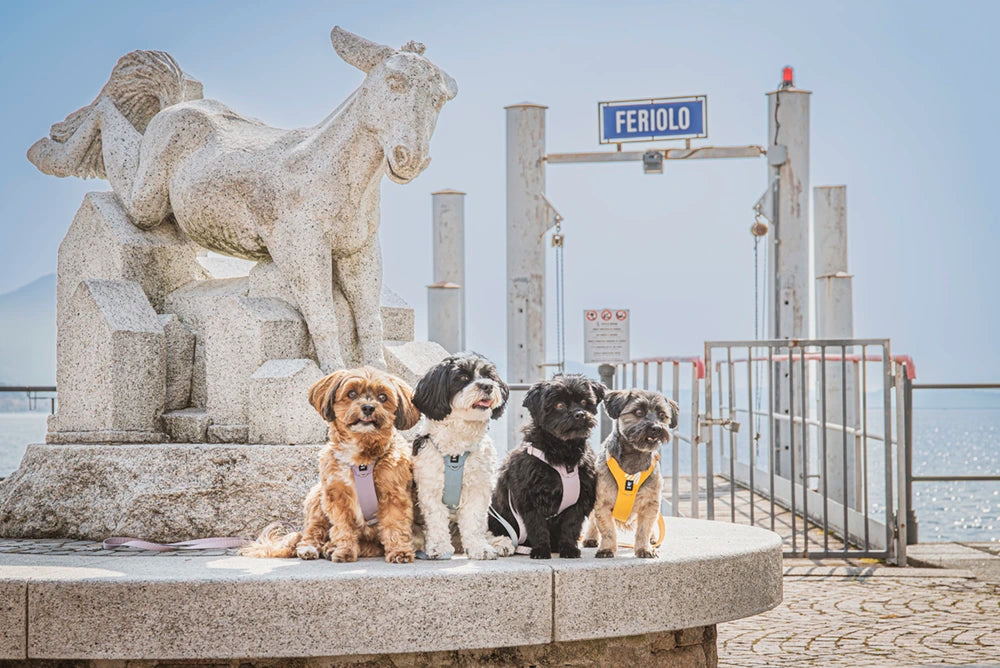 Four dogs sitting on a stone pedestal with a statue and 'Feriedo' sign in the background.