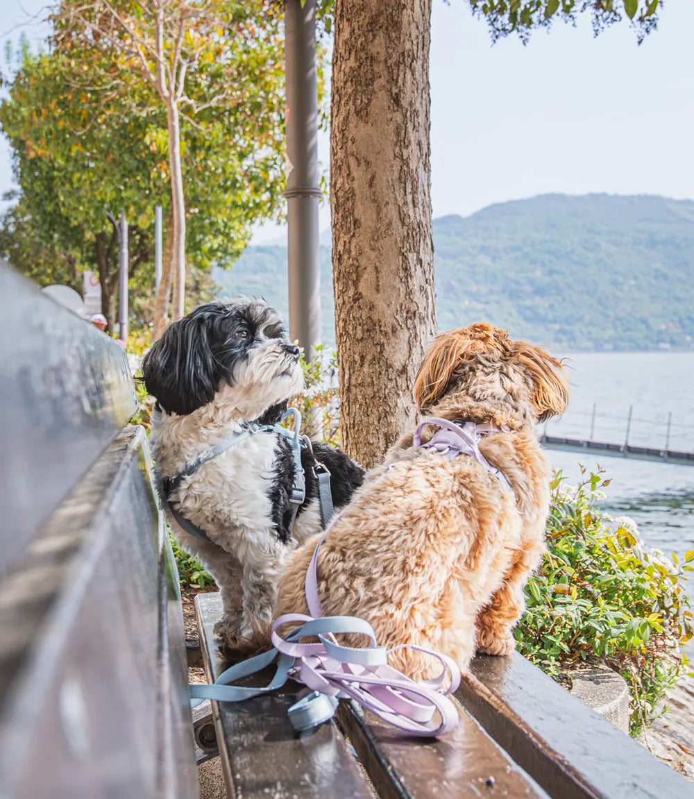 Two dogs sitting on a railing overlooking a scenic view with mountains and water.