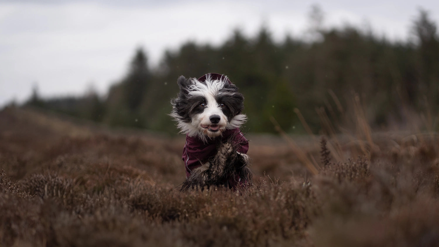 Border Collie wears a Hurtta Mudventure coat eco in the color eggplant purple.