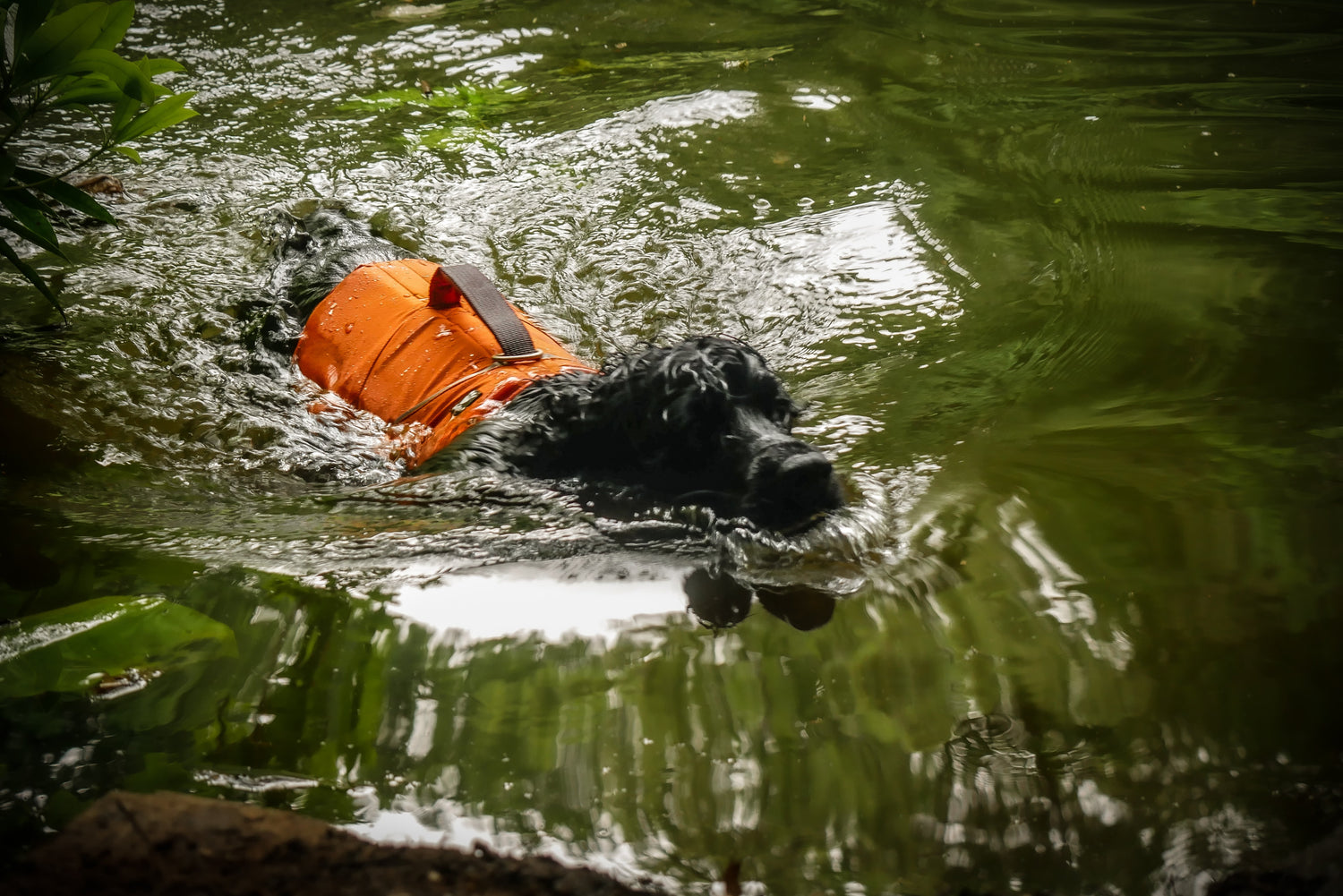 @thatdognero- Time to make a splash!