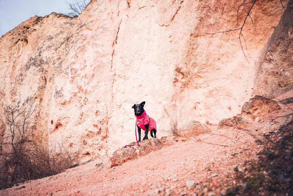 2blackdogsview Hiking with children and dogs