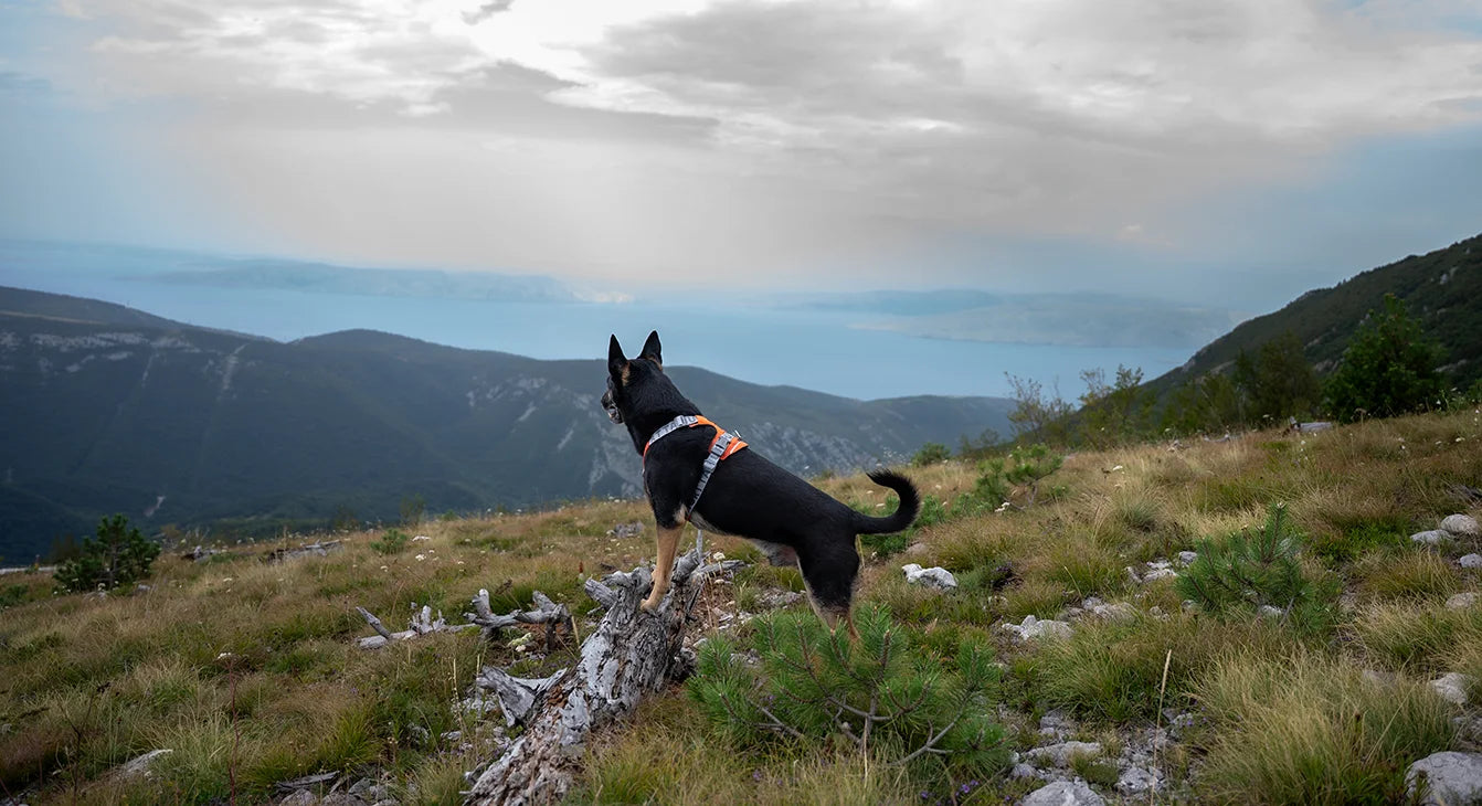 @2blackdogsview - Chasing Hidden Beaches