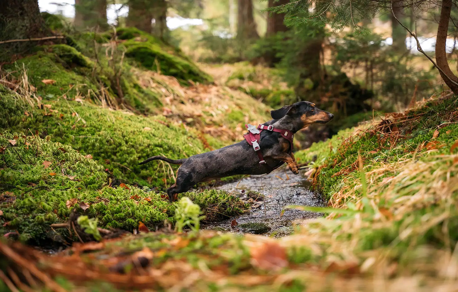 @2blackdogsview - Wandering Off the Path