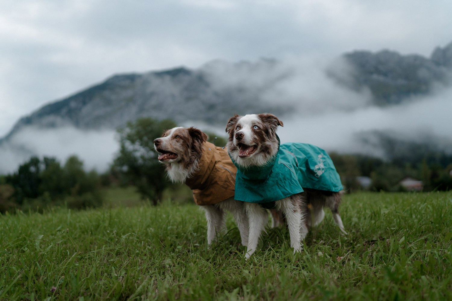 @twomerlecollies - Autumn Adventure