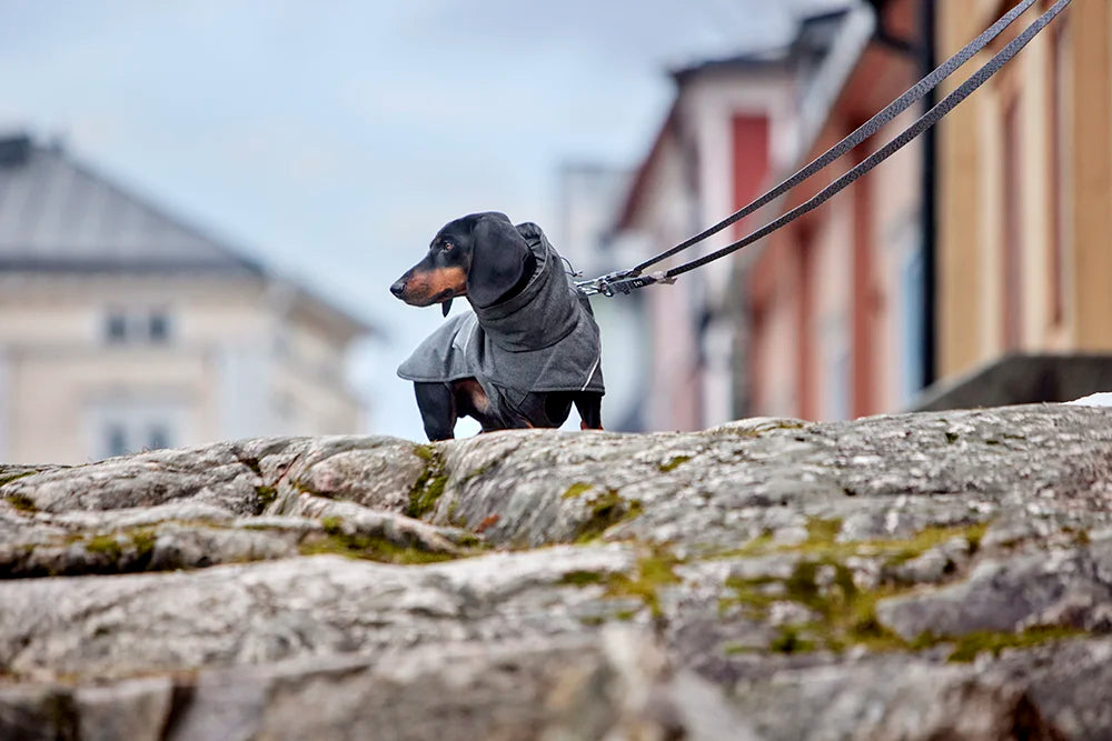 Tailored Tips for Toy Dog Owners