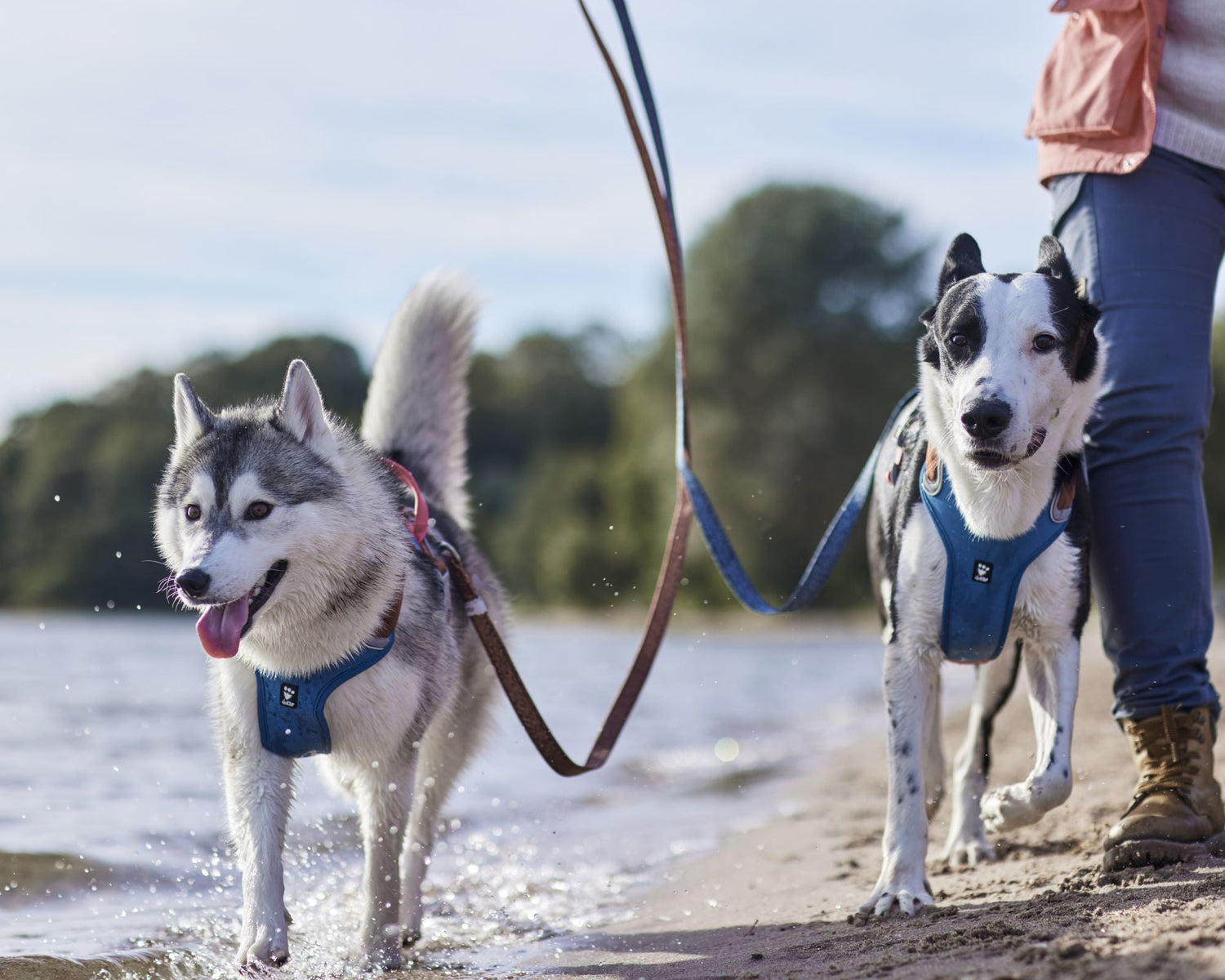 Find the right leash for your dog