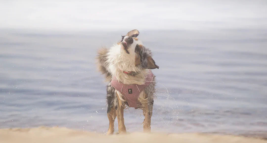 @Sammypolarbear - Helping My Heat-Sensitive Dog Enjoy Summer
