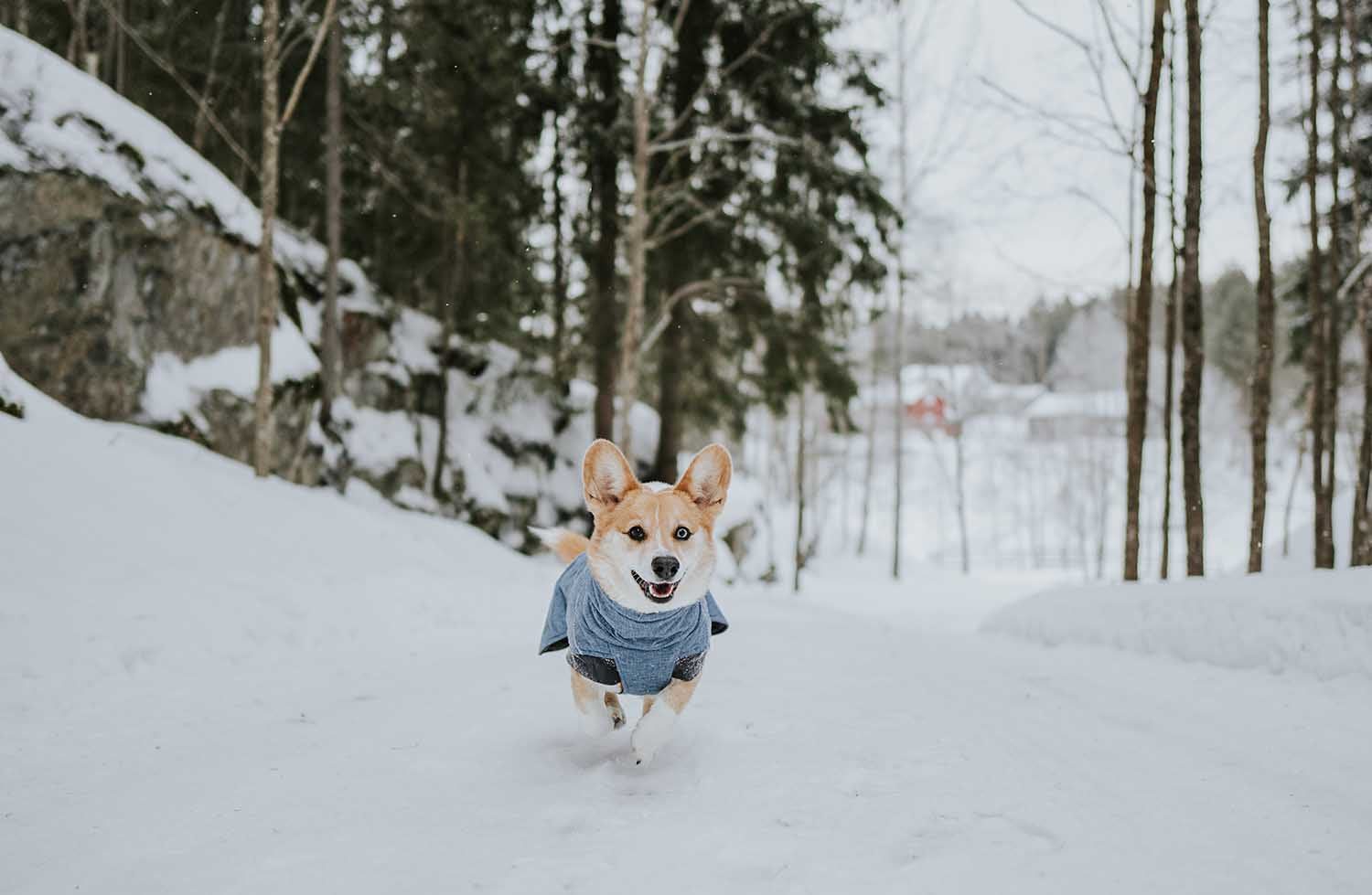 @splinterthecorgi - The magic of winter wonderland!