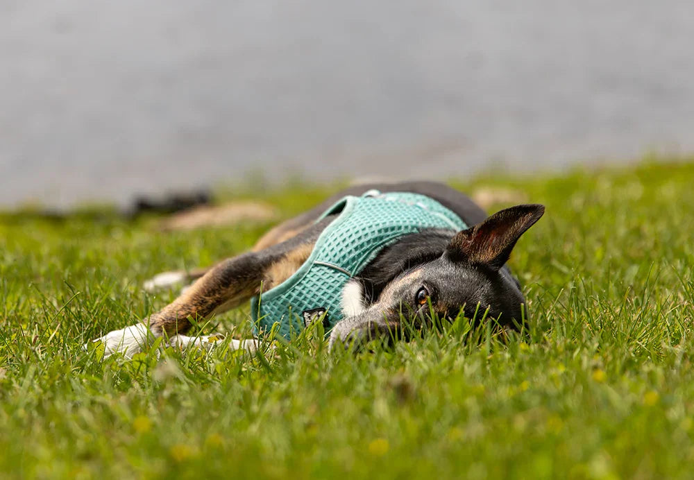 @adventuringwithmutts - Embracing Summer Heatwaves with Our Dogs