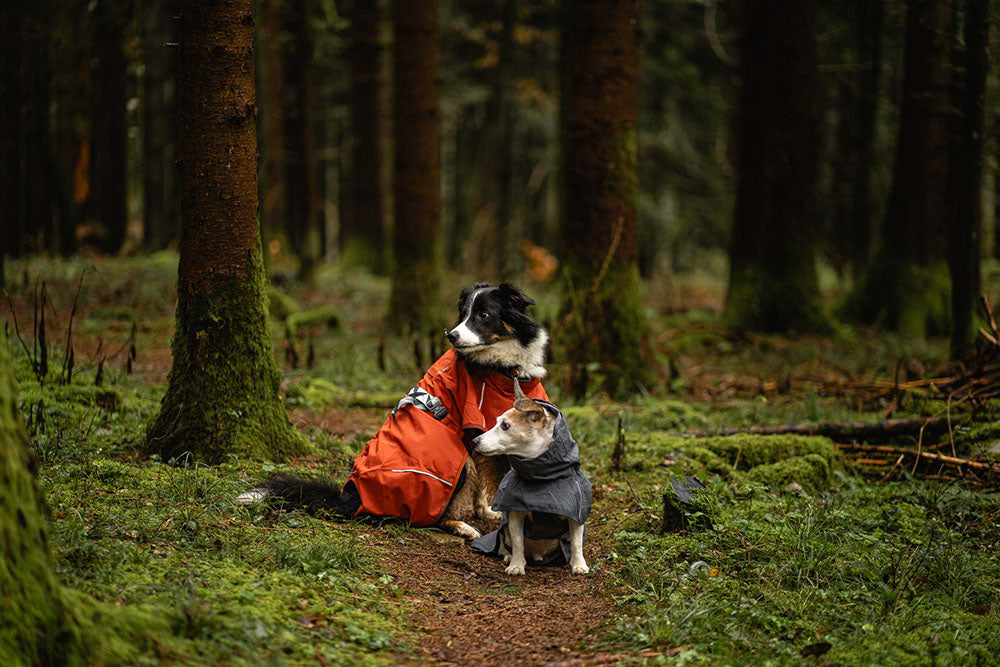 @bluemarblevagabonds - Wagging Tails and Rainy Trails