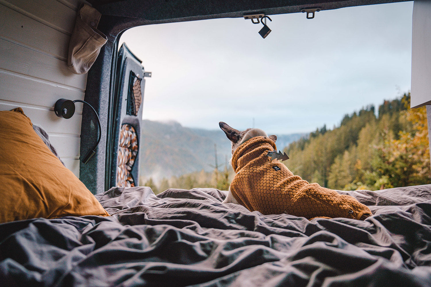 @bluemarblevagabonds - Vanlife Adventures with My Dogs