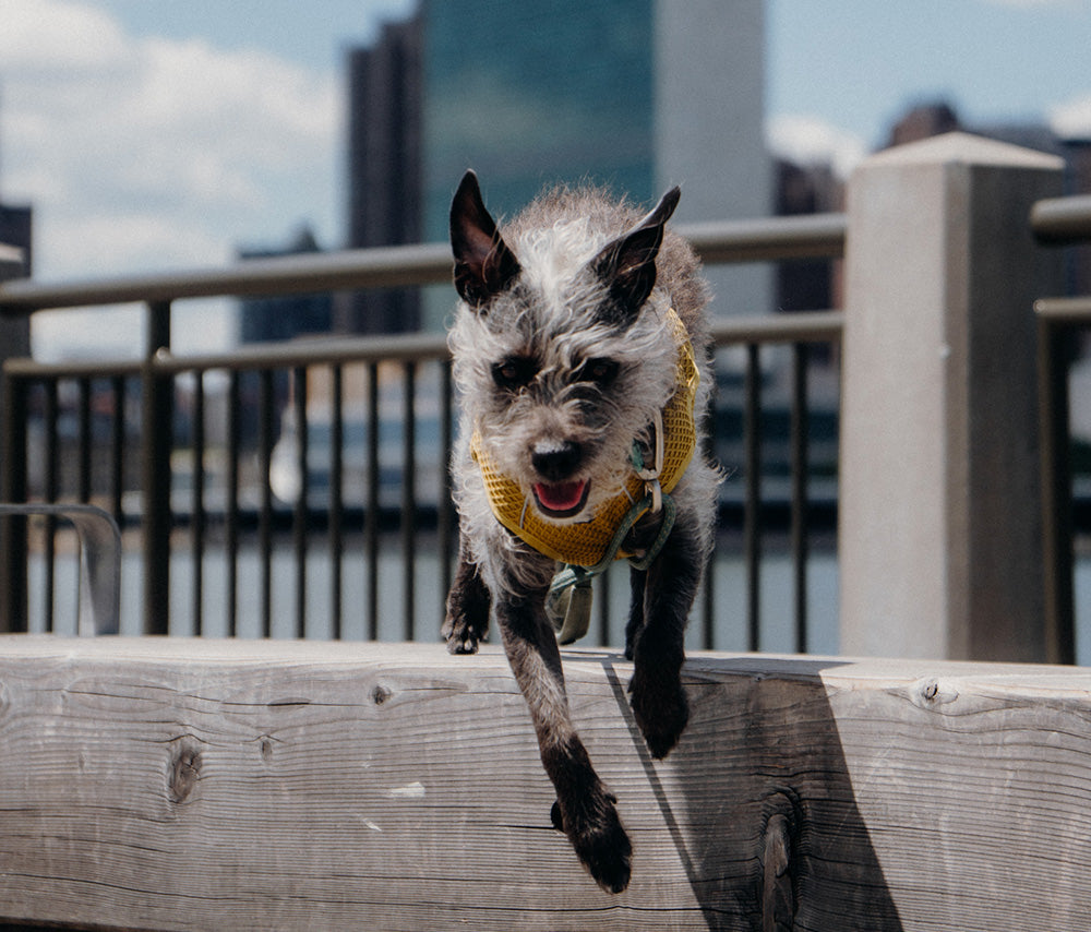 @dogdadinthecity - Summertime at Roosevelt Island