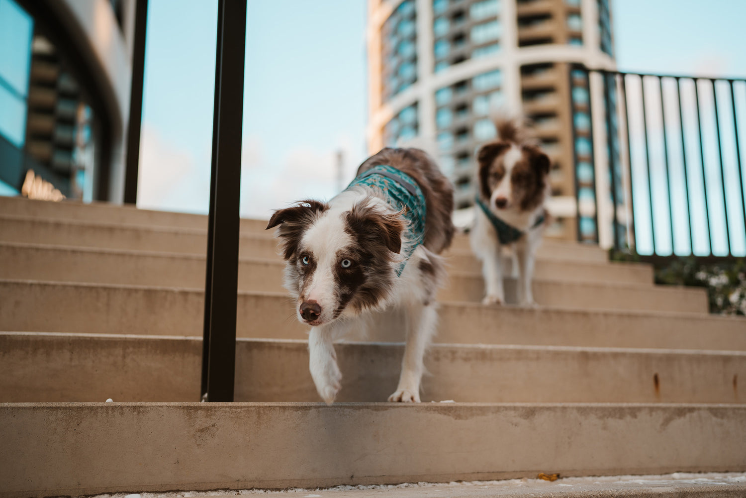 @twomerlecollies - Daily adventure of urban woofs