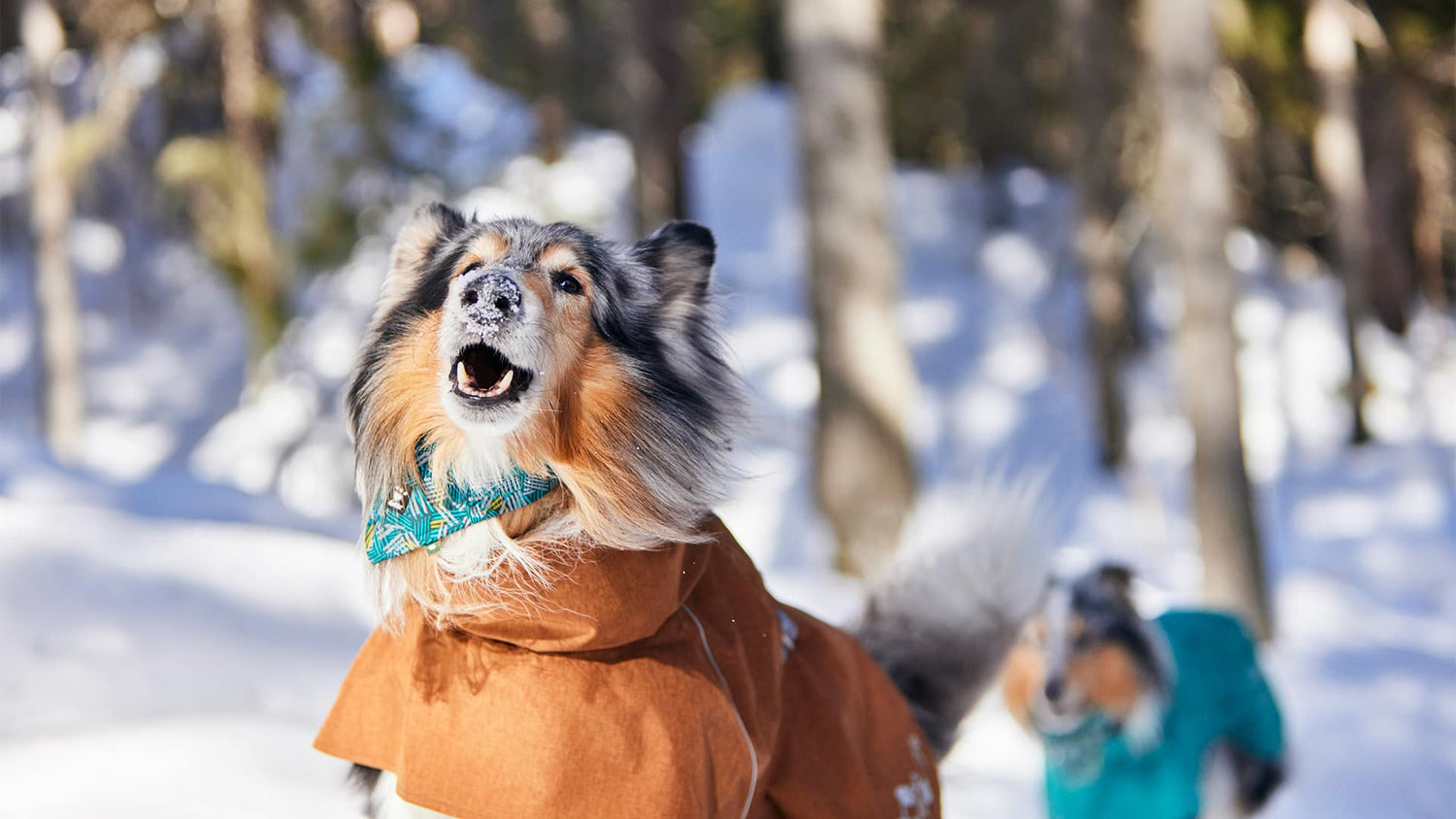 When does your dog need a coat?