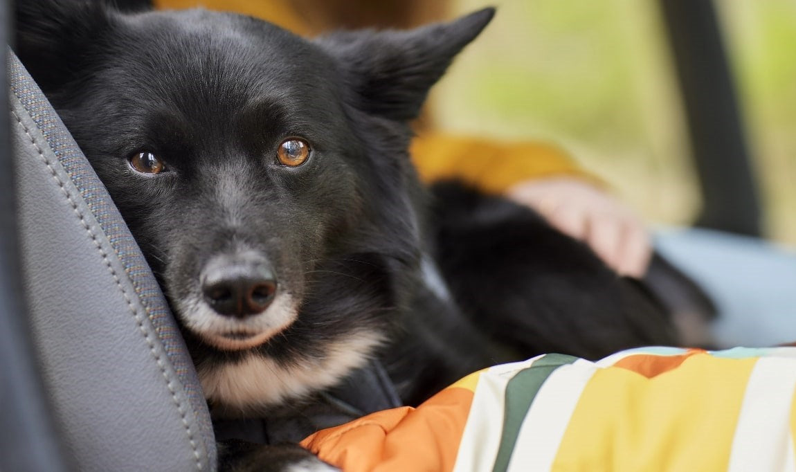 Ensuring safe journeys - Travel Harness