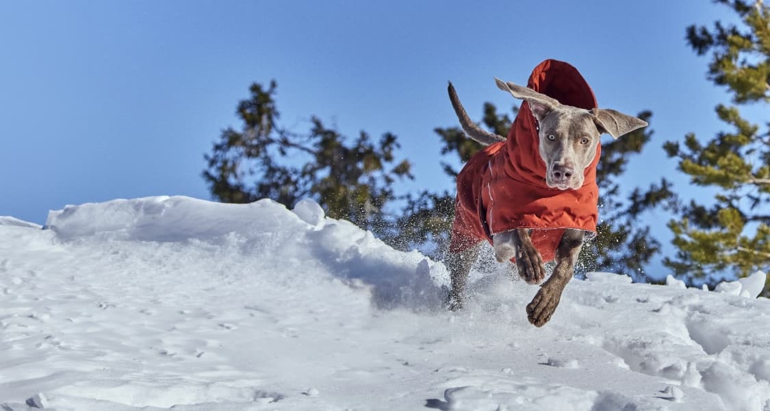 Going off leash safely