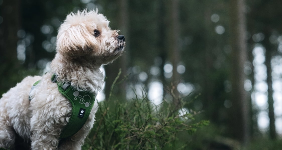 Weekend Warrior II harness testimonial