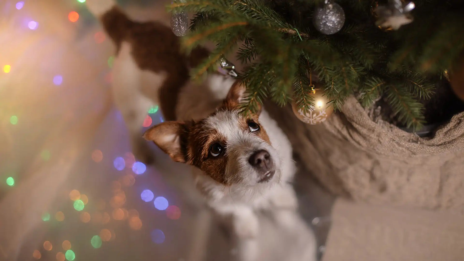 A Dog-Friendly Christmas