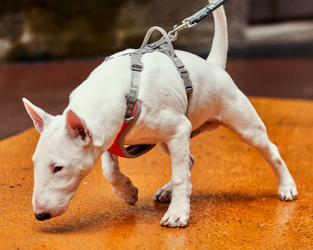 Dog pulls during walks