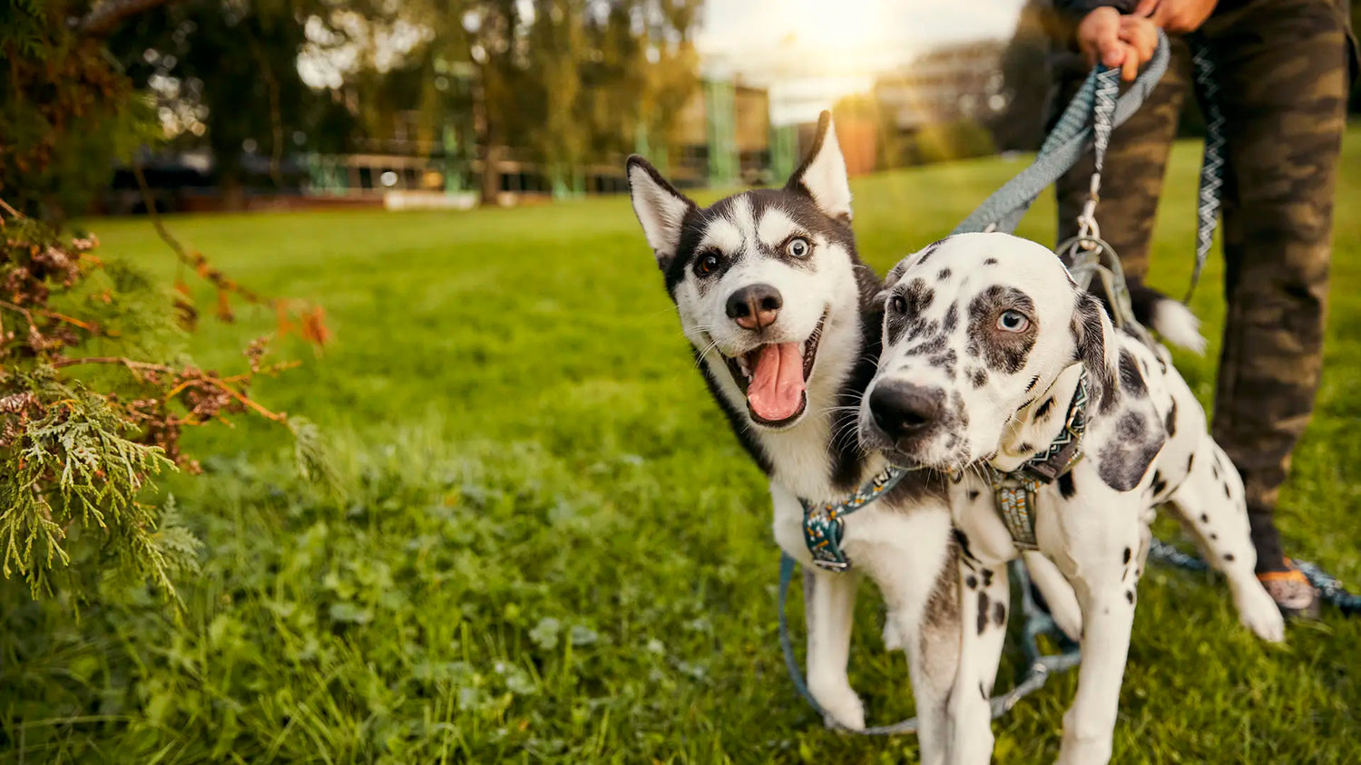 Dog Life Stages: Puppies & Juniors – Growth, Gear & Development