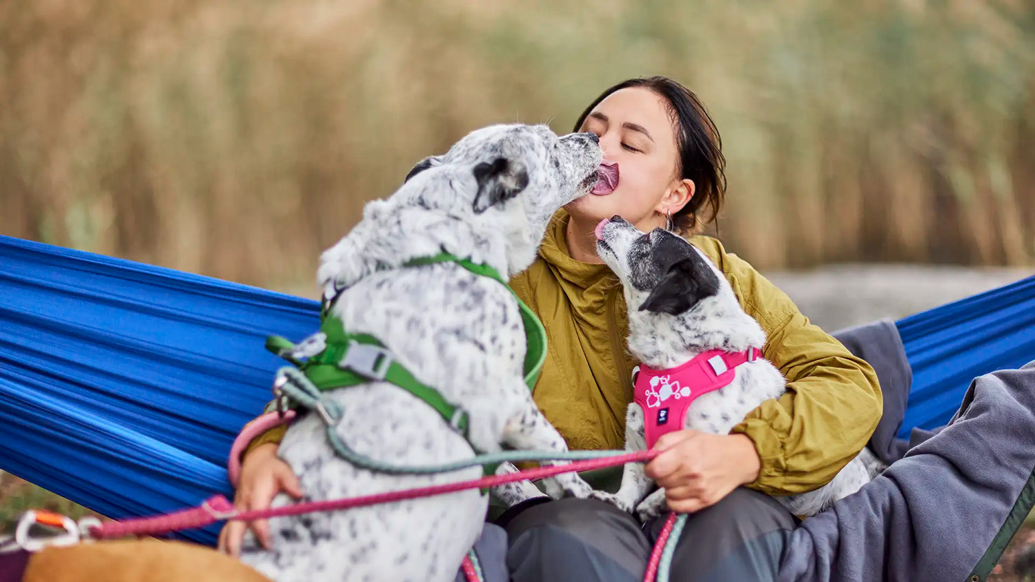 Dog Life Stages: Senior Dogs – Gentle, Warm & Meaningful Years