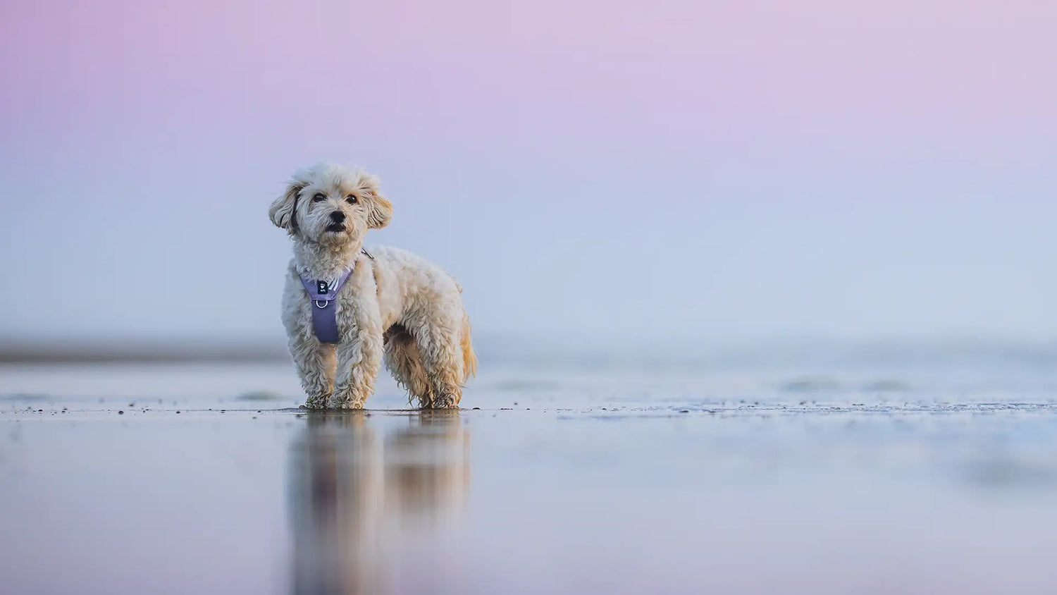 Seeker Harness testimonial