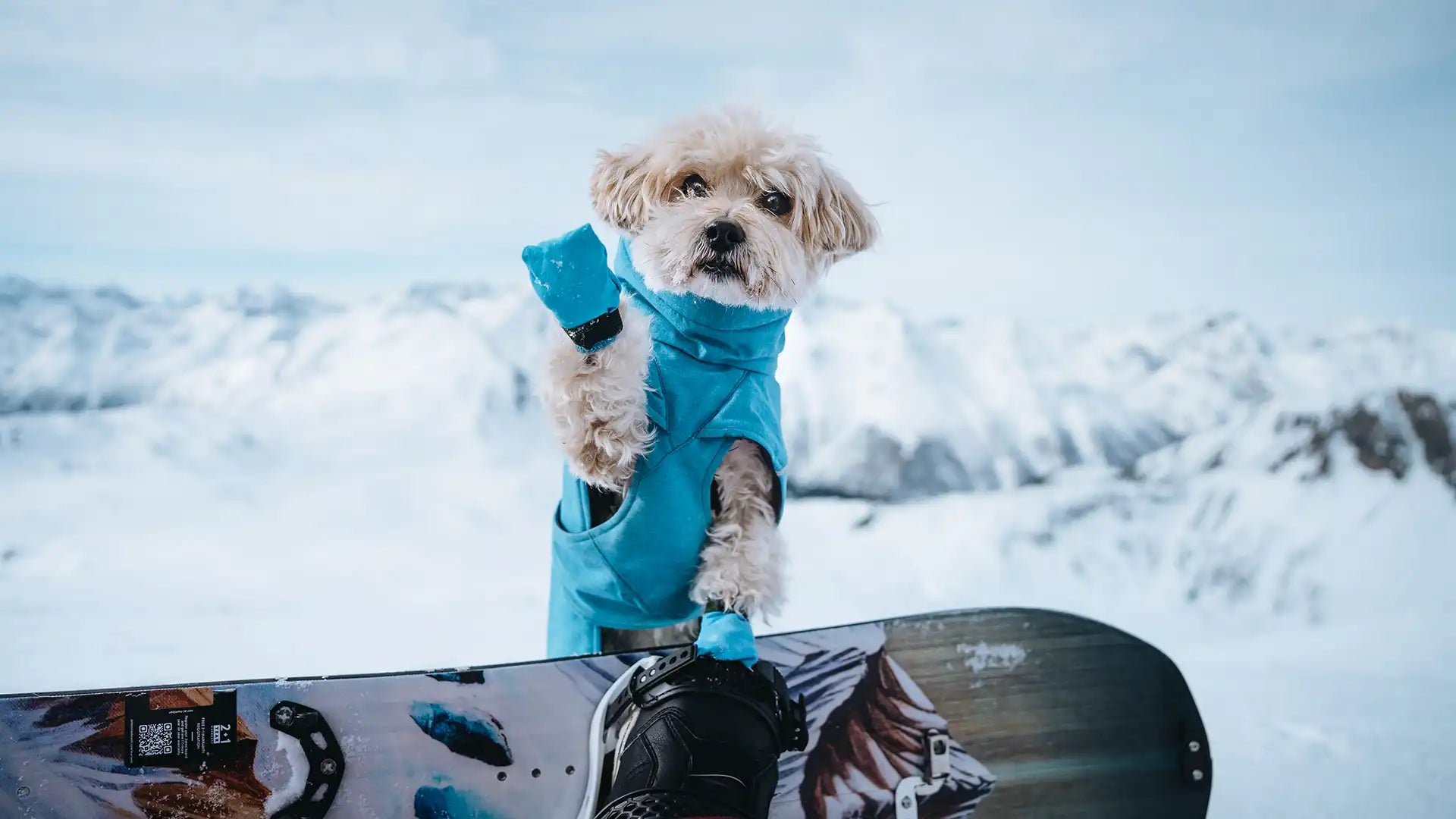 Expedition Parka II – Warm & Weatherproof dog winter coat – Hurtta.com