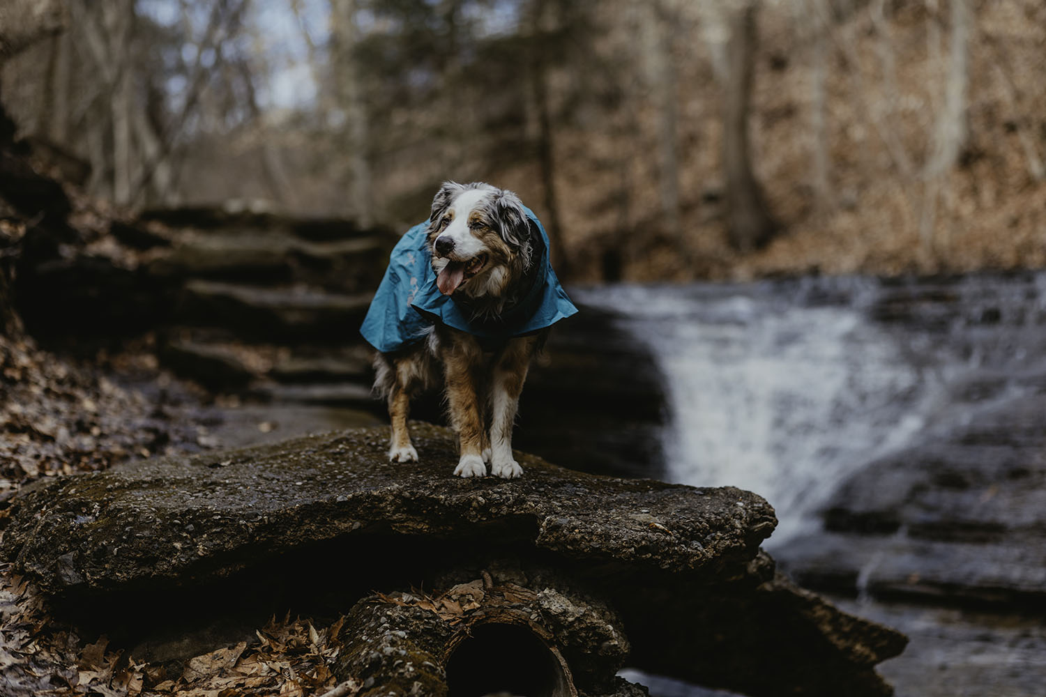 @ourwildaussies - Embracing the Elements