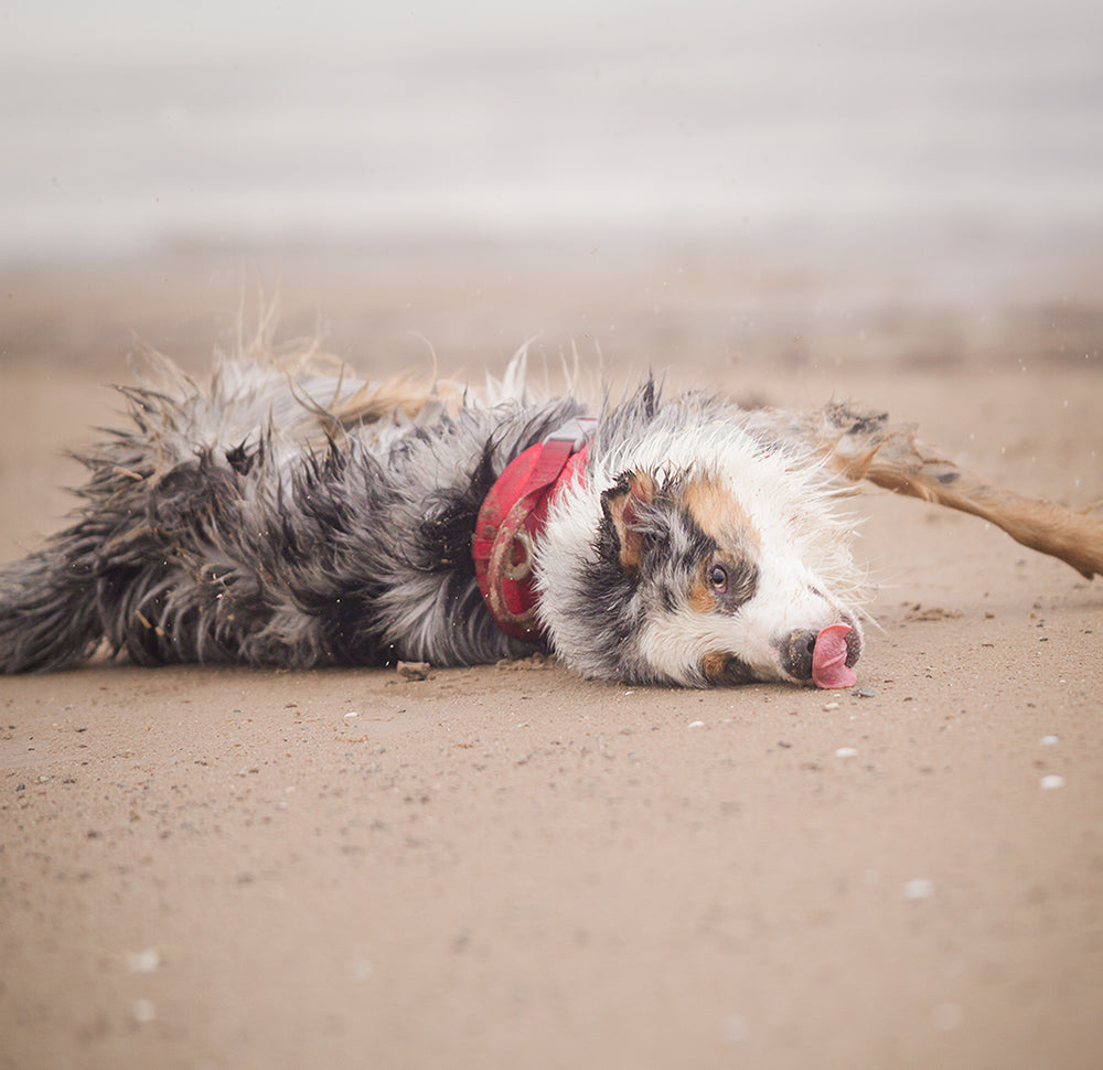 @sammypolarbear - Let Dogs Be Dogs