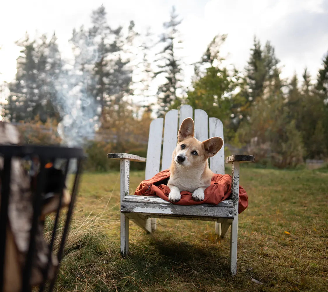 @splinterthecorgi - Campfire Comforts and Cozy Companions