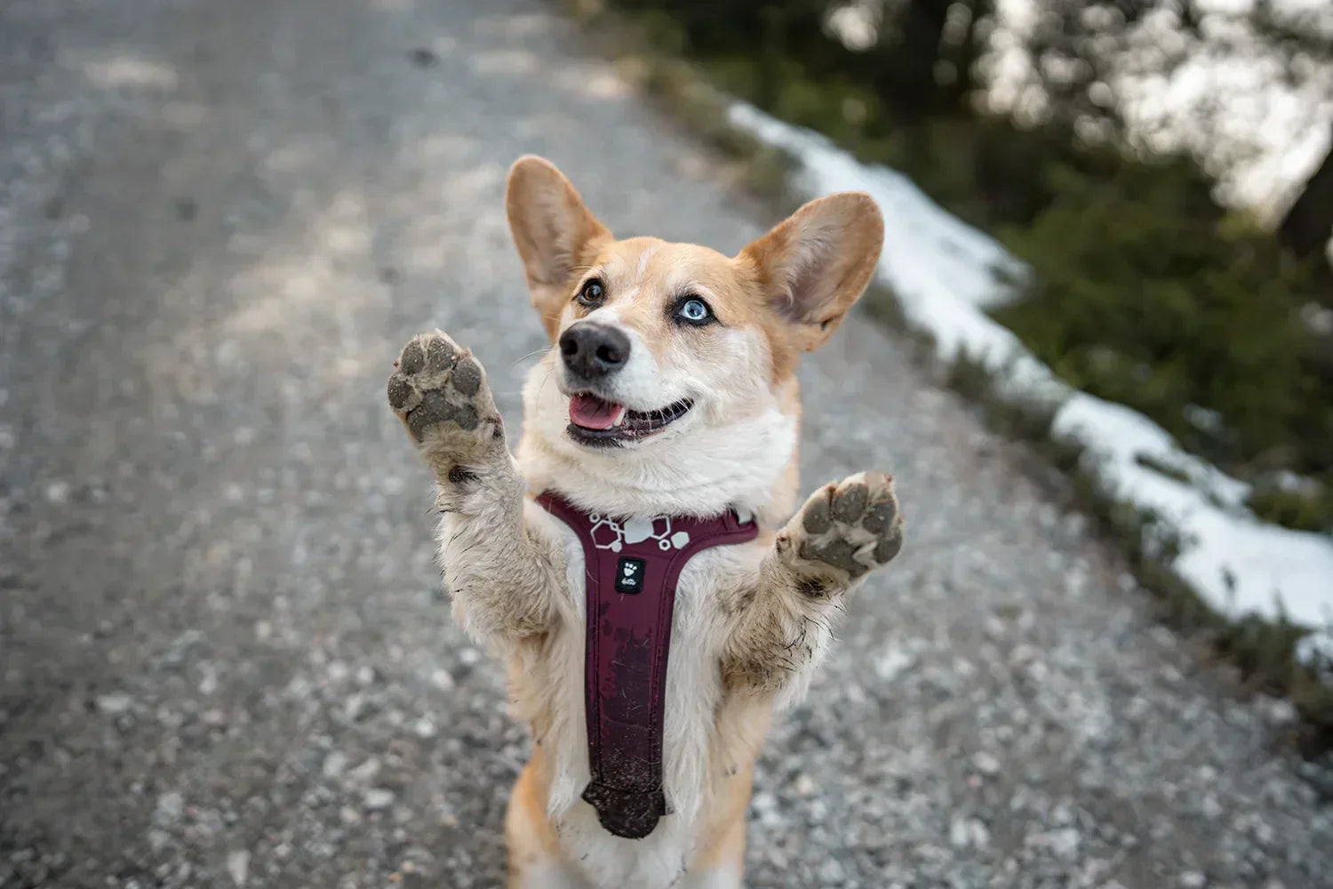 @splinterthecorgi - A Forest Hike