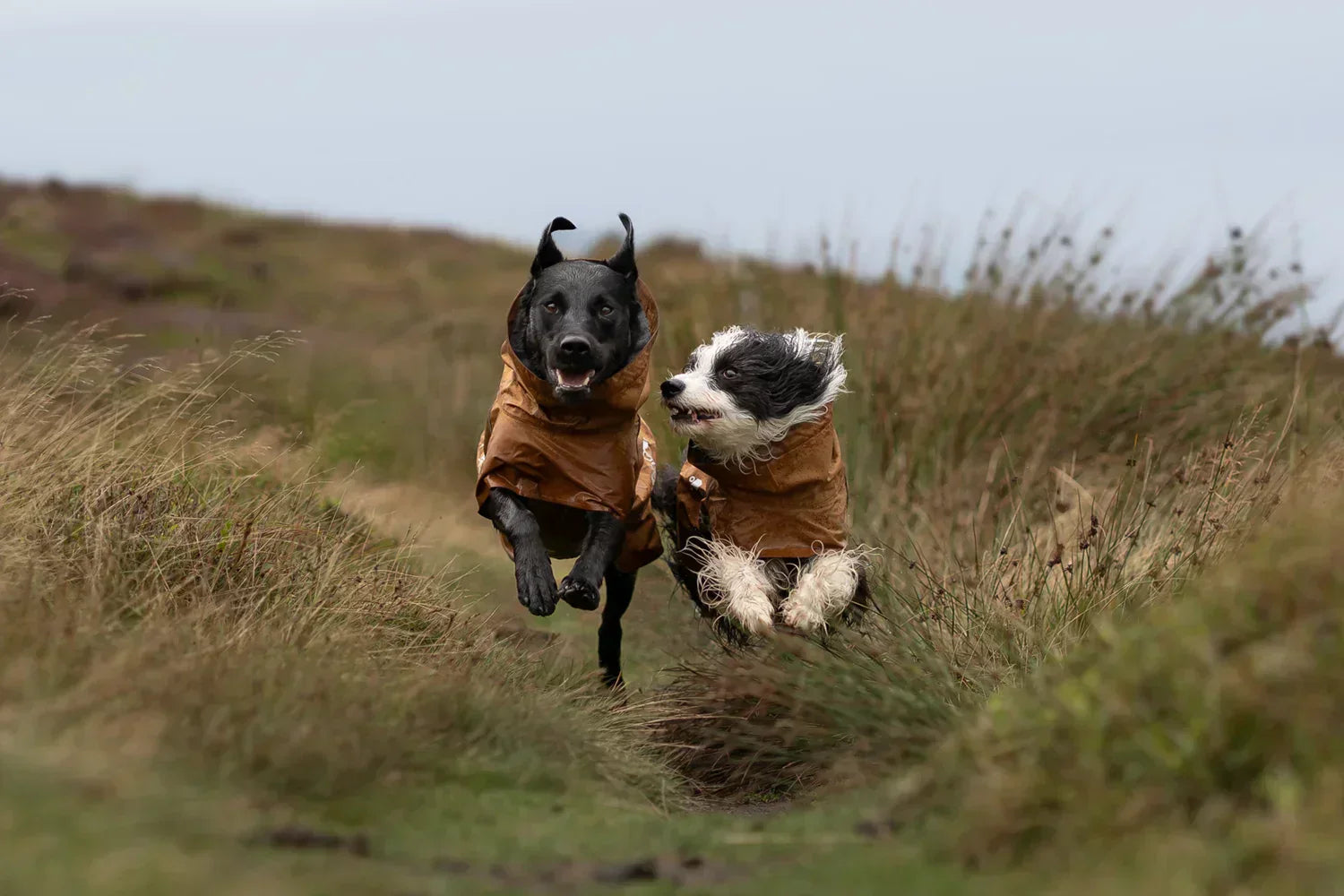 @tessathehairyborder - The Beauty of the Moorland in the Rain