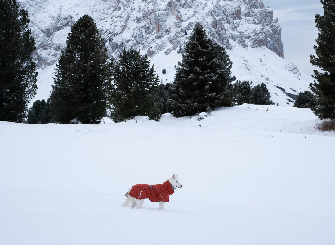 @the.bigwhite.wolf - Winter Adventures in the Dolomites