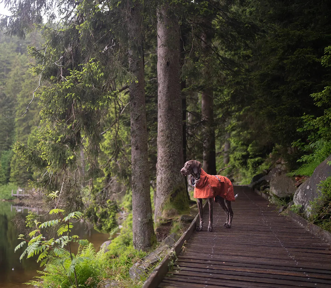 @you.have.spotted.us - Conquering the Klamm