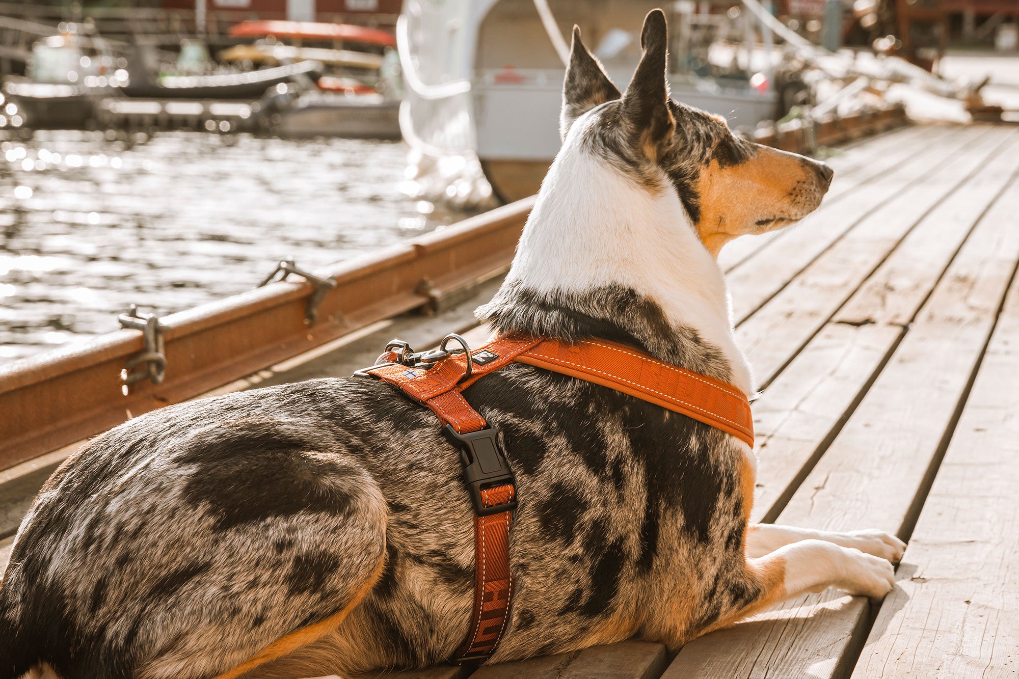 Hurtta dog harnesses –