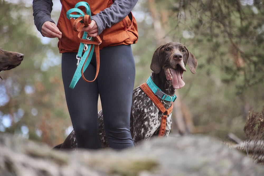 Dog products for walks and running with your dog – Hurtta.com