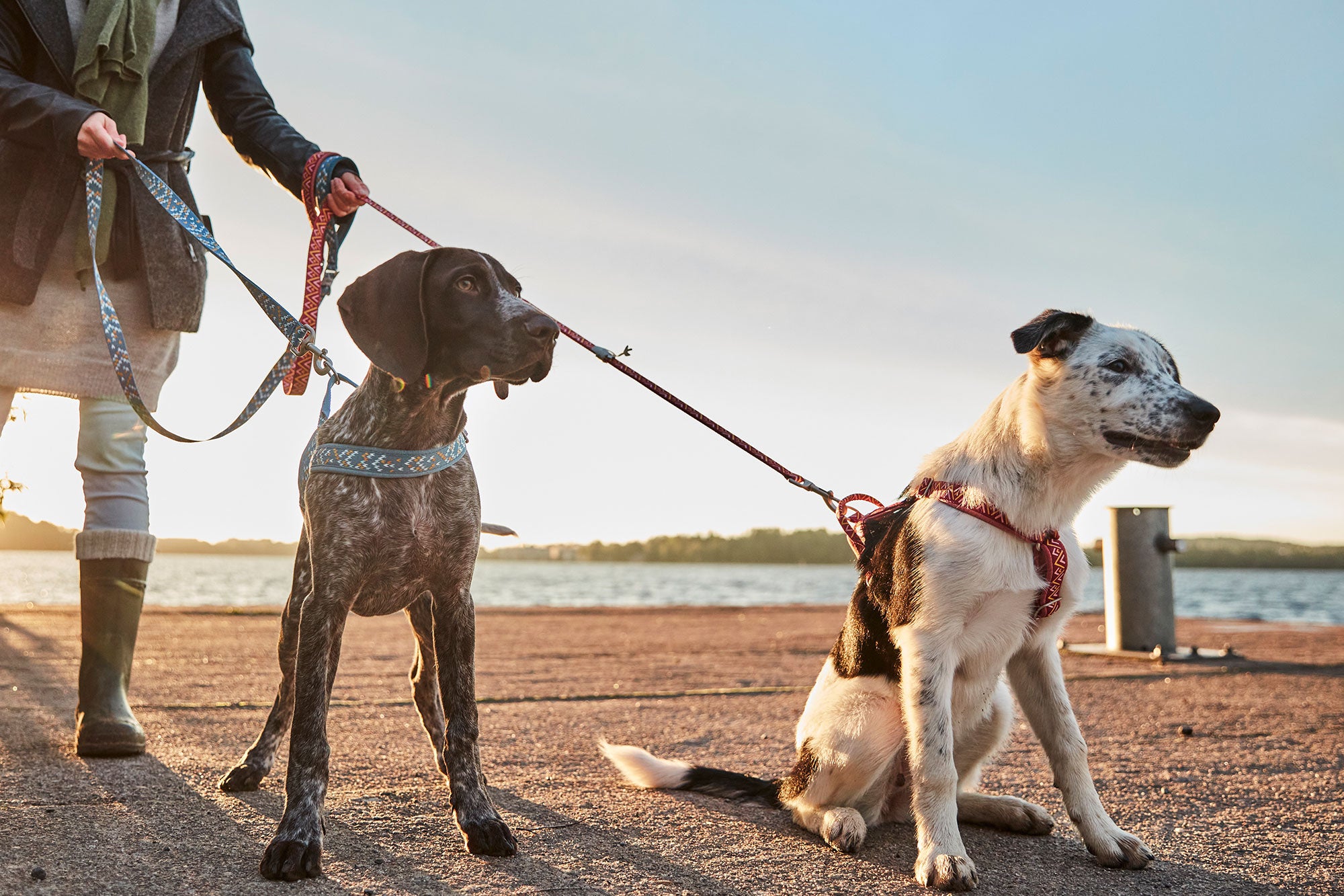 Dog leashes and leads –