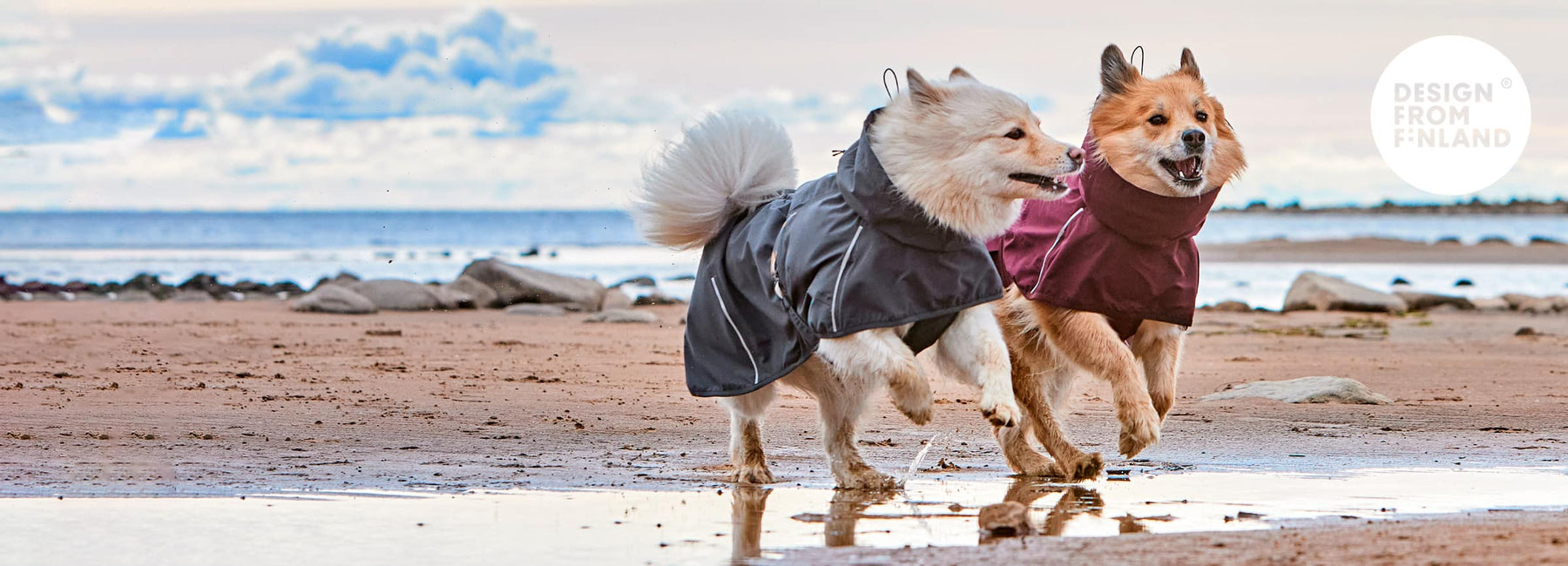 Dog clothing, harnesses, collars and leashes