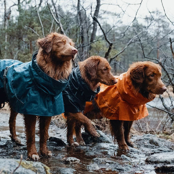 Monsoon Coat Hundemantel