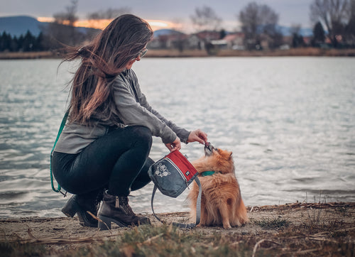 Reynard the Pom and his owner are enjoying the Treat Pocket ECO's features during their training session.