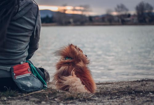 Sometimes all you need is your best furry friend and a sunset.