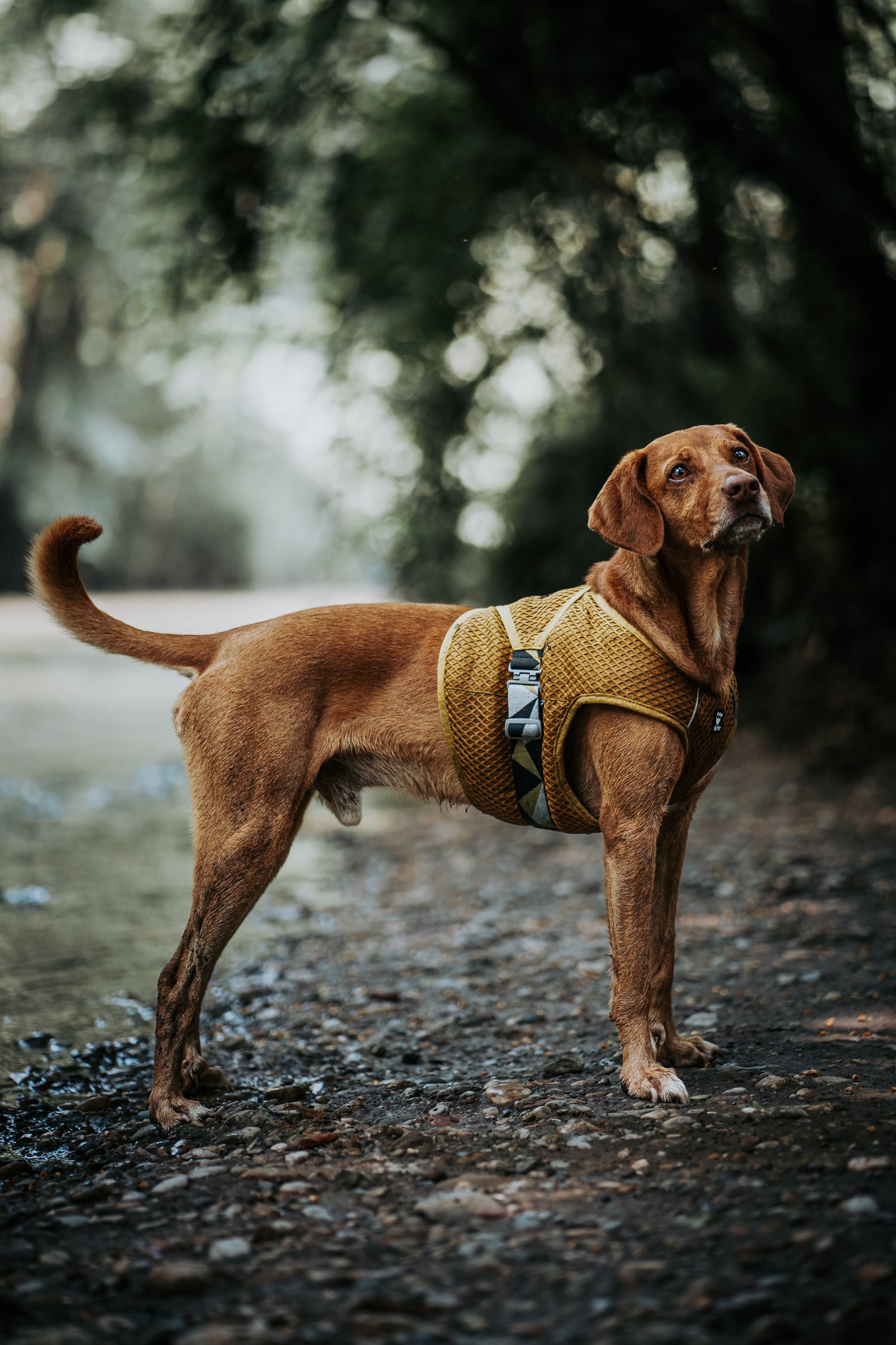 The new turmeric colored Cooling wrap is a favorite amongst dog owners all over the world. 
