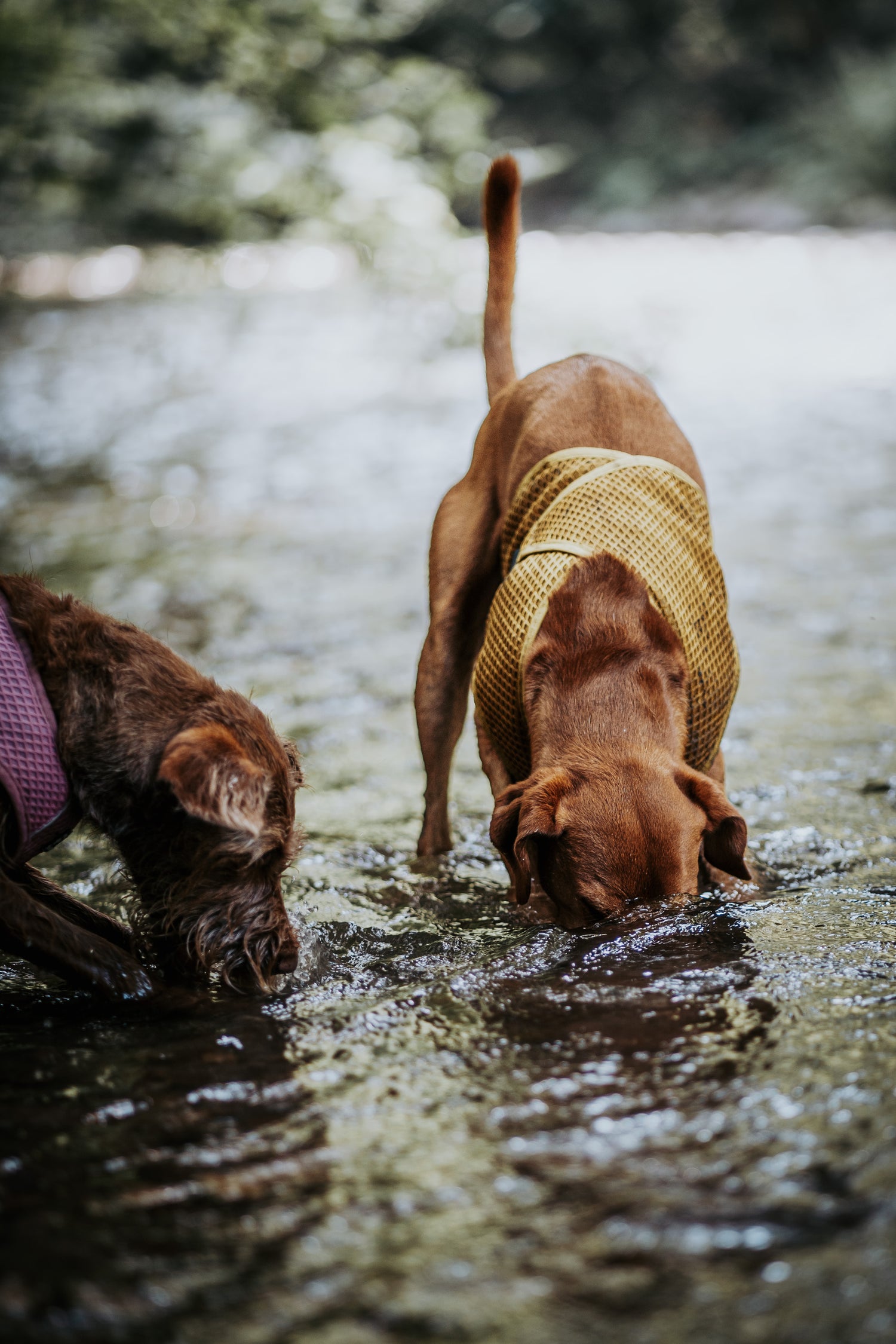 Wear the Cooling Wrap for your daily walks and enjoy its refreshing power.