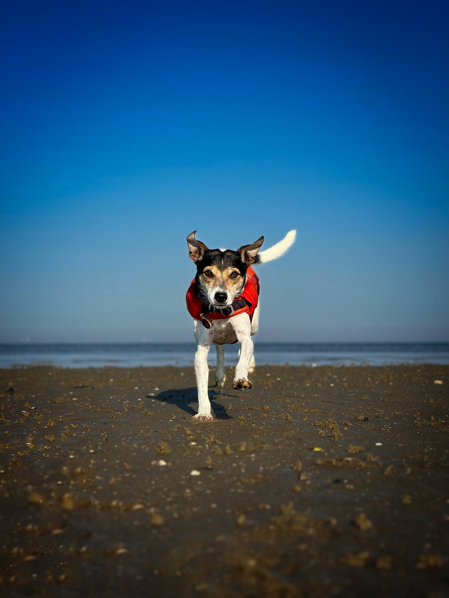 Running freely at the beach while feeling safe with a dog life jacket.