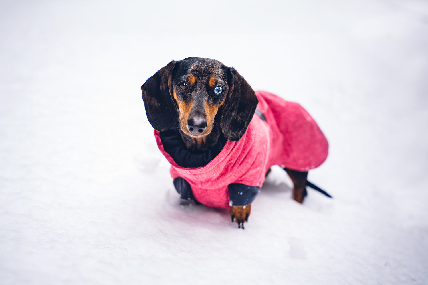 2blackdogsview - A Cozy Christmas with Our Pups – Hurtta.com