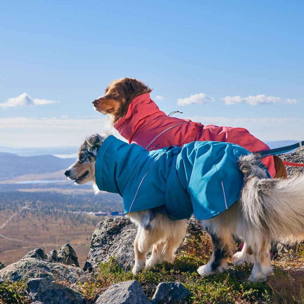 Expedition Parka II – Warm & Weatherproof dog winter coat