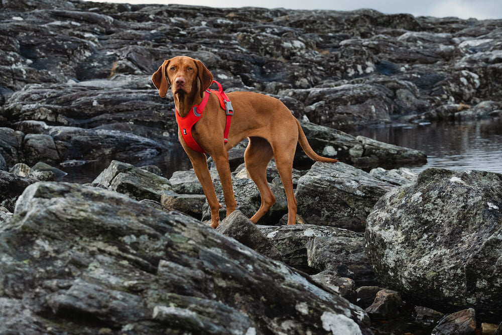 Weekend Warrior Harness ECO