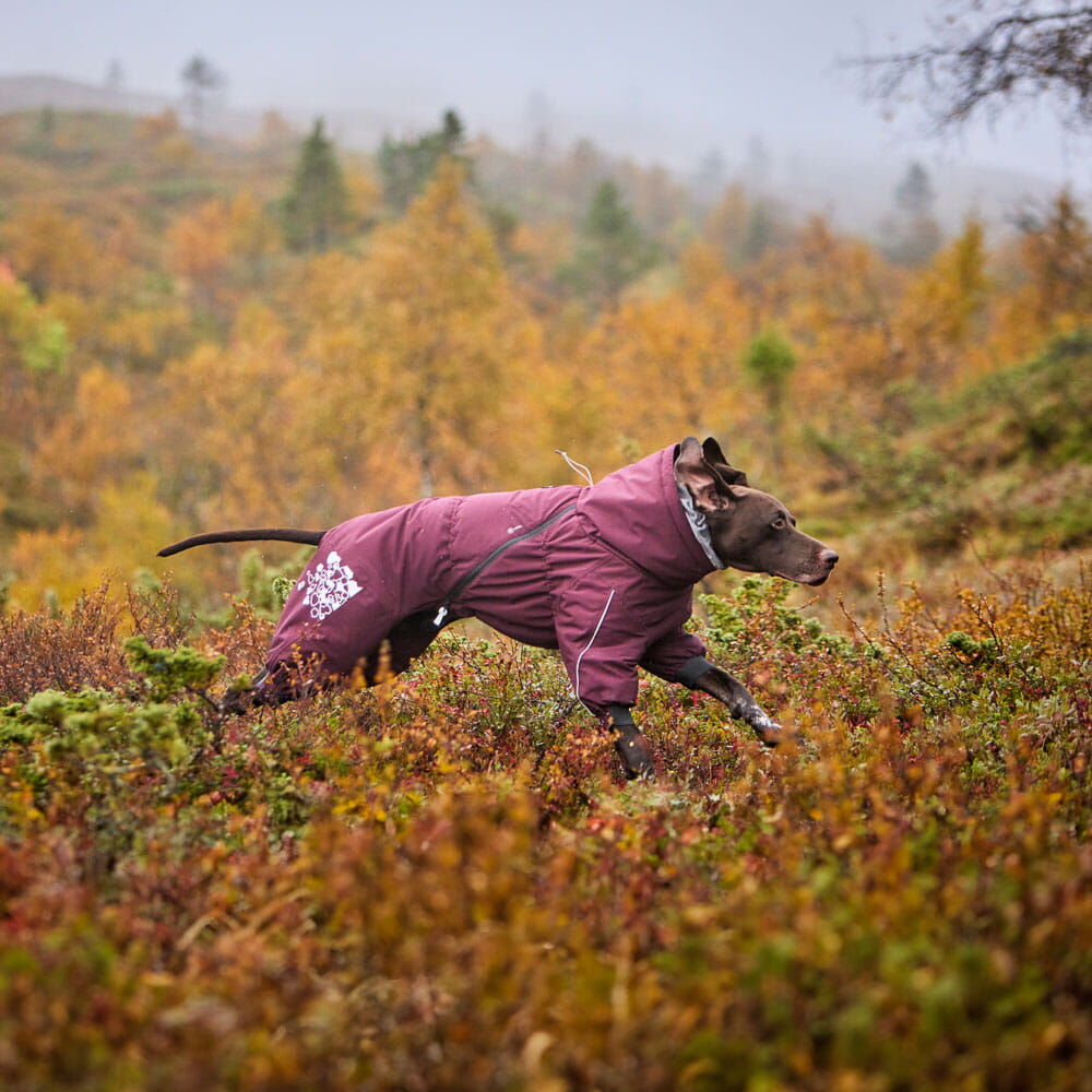 Extreme Overall for dogs – Hurtta.com